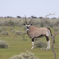 Oryks południowy - Oryx gazella - Gemsbok