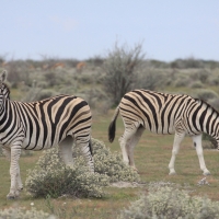 Zebra stepowa - Equus quagga - Common zebra