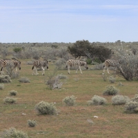 Zebra stepowa - Equus quagga - Common zebra