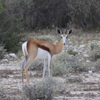 Skocznik antylopi - Antidorcas marsupialis - Springbok