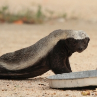 Ratel miodożerny - Mellivora capensis - Honey badger