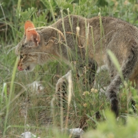 Żbik - Felis sylvestris - Wild cat