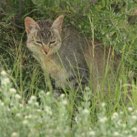 Żbik - Felis sylvestris - Wild cat