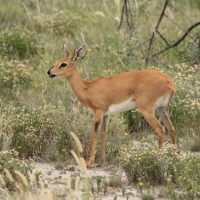 Antylopik zwyczajny - Raphicerus campestris - Steenbok
