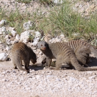 Mangusta pręgowana - Mungos mungo - Banded mangoose