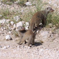 Mangusta pręgowana - Mungos mungo - Banded mangoose