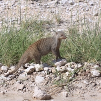 Mangusta pręgowana - Mungos mungo - Banded mangoose