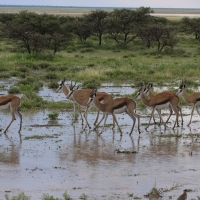 Skocznik antylopi - Antidorcas marsupialis - Springbok