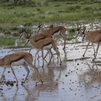 Skocznik antylopi - Antidorcas marsupialis - Springbok