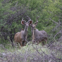 Kudu wielkie - Tragelaphus strepsiceros - Greater kudu
