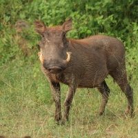 Guziec zwyczajny - Phacochoerus africanus - Common Warthog