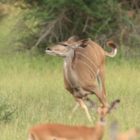 Kudu wielkie - Tragelaphus strepsiceros - Greater kudu