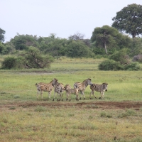 Zebra stepowa - Equus quagga - Common zebra