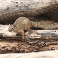 Zaroślarka akacjowa - Paraxerus cepapi - Smith's bush squirrel