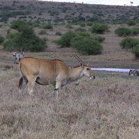 Eland - Taurotragus oryx - Eland