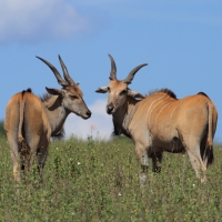 Eland - Taurotragus oryx - Eland