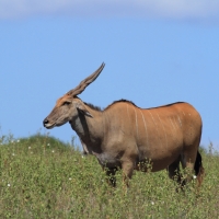 Eland - Taurotragus oryx - Eland