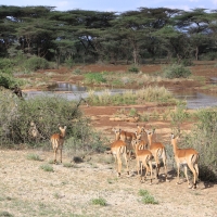 Impala zwyczajna - Aepyceros melampus - Impala