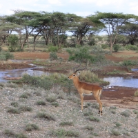 Impala zwyczajna - Aepyceros melampus - Impala