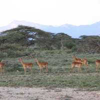 Impala zwyczajna - Aepyceros melampus - Impala