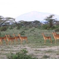 Impala zwyczajna - Aepyceros melampus - Impala