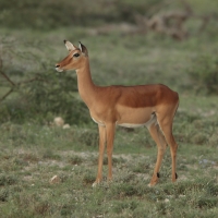Impala zwyczajna - Aepyceros melampus - Impala