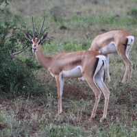 Gazela Granta - Nanger granti - Grant's gazelle 