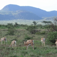 Gazela Granta - Nanger granti - Grant's gazelle 