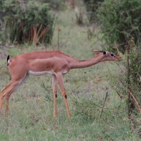 Gerenuk długoszyi - Litocranius walleri - Gerenuk