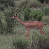 Gerenuk długoszyi - Litocranius walleri - Gerenuk