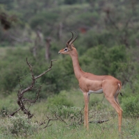 Gerenuk długoszyi - Litocranius walleri - Gerenuk