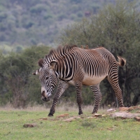 Zebra pręgowana - Equus grevyi - Grevy's zebra