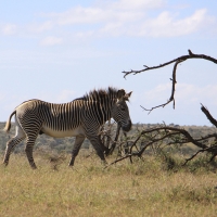 Zebra pręgowana - Equus grevyi - Grevy's zebra