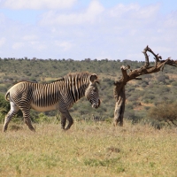 Zebra pręgowana - Equus grevyi - Grevy's zebra