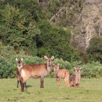 Kob śniady - Kobus ellipsiprymnus - Waterbuck