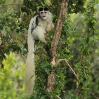 Gereza abisyńska - Colobus guereza - Guereza colobus
