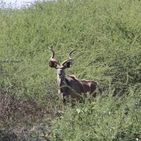 Kudu wielkie - Tragelaphus strepsiceros - Greater kudu