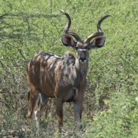 Kudu wielkie - Tragelaphus strepsiceros - Greater kudu