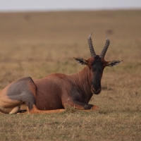 Sasebi właściwy - Damaliscus  lunatus - Topi