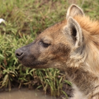 Krokuta cętkowana - Spotted hyaena