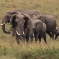 Słoń afrykański - Loxodonta africana -  African savanna elephant 