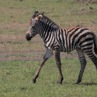 Zebra stepowa - Equus quagga - Common zebra
