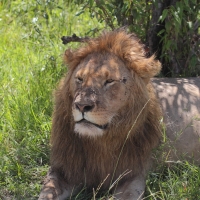 Lew afrykański - Panthera leo - Lion 