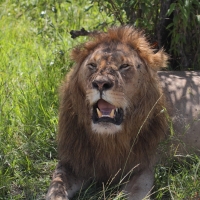 Lew afrykański - Panthera leo - Lion 