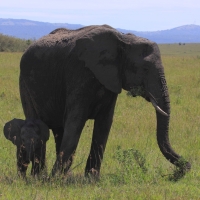 Słoń afrykański - Loxodonta africana -  African savanna elephant 