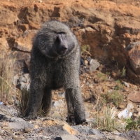 Pawian oliwkowy - Papio anubis - Olive baboon