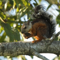 Wiewiórka zmienna - Sciurus variegatoides - Variegated squirrel