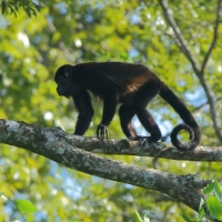 Wyjec płaszczowy - Alouatta palliata - Mantled Howler 