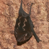 Długonosek amerykański - Rhynchonycterus naso - Proboscis bat