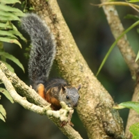 Wiewiórka zmienna - Sciurus variegatoides - Variegated squirrel